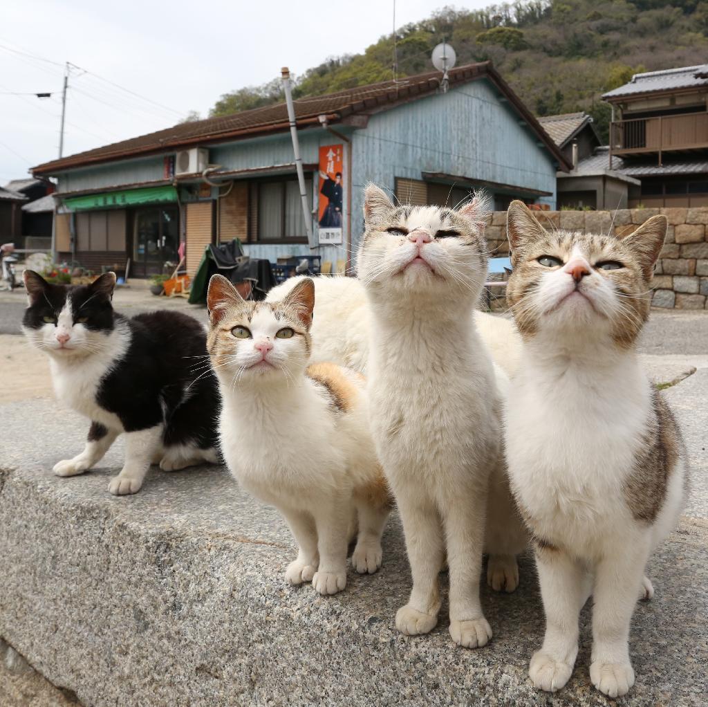 ネコ画像