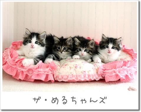 ネコ画像