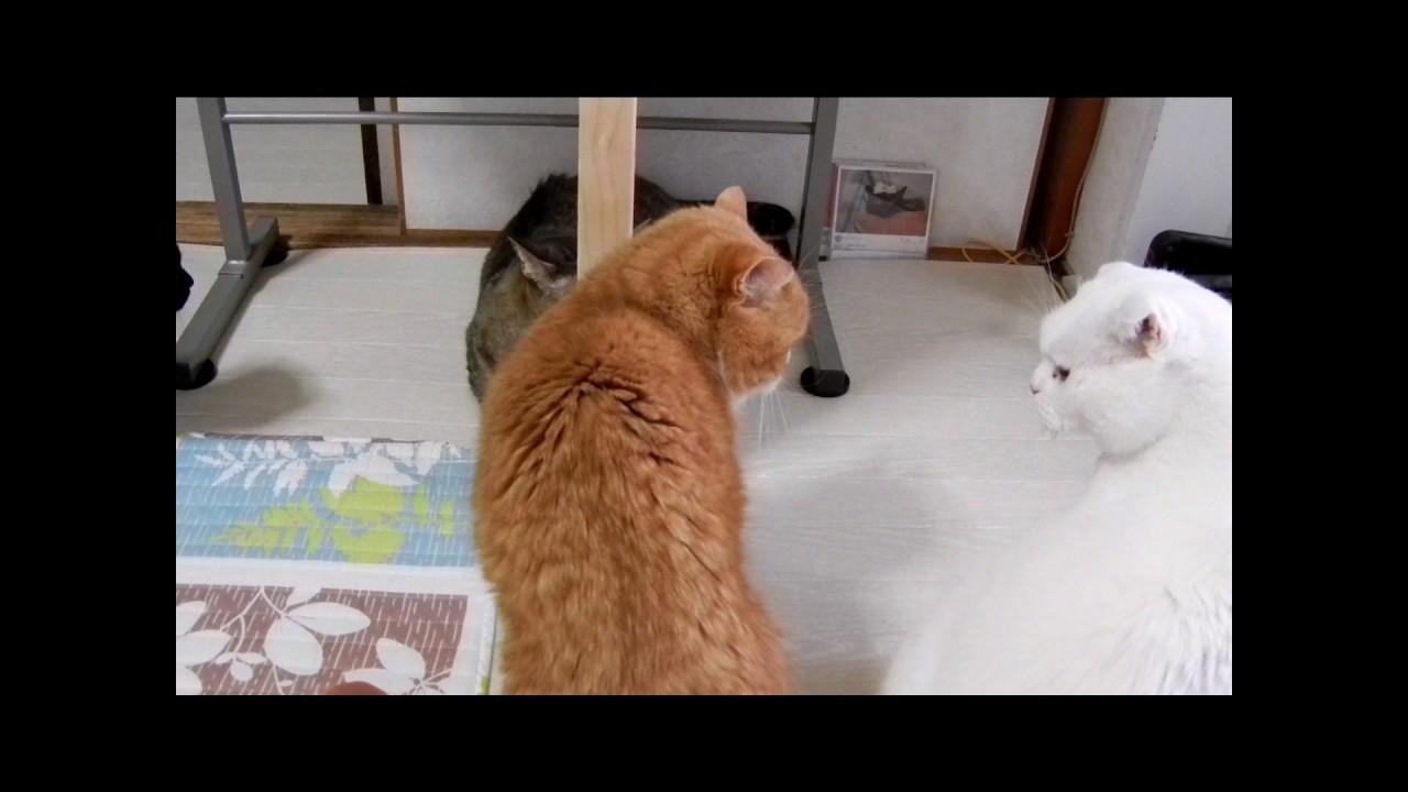 ネコ画像