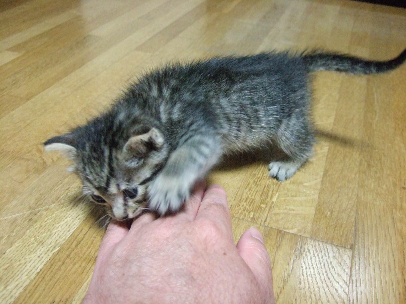 ネコ画像