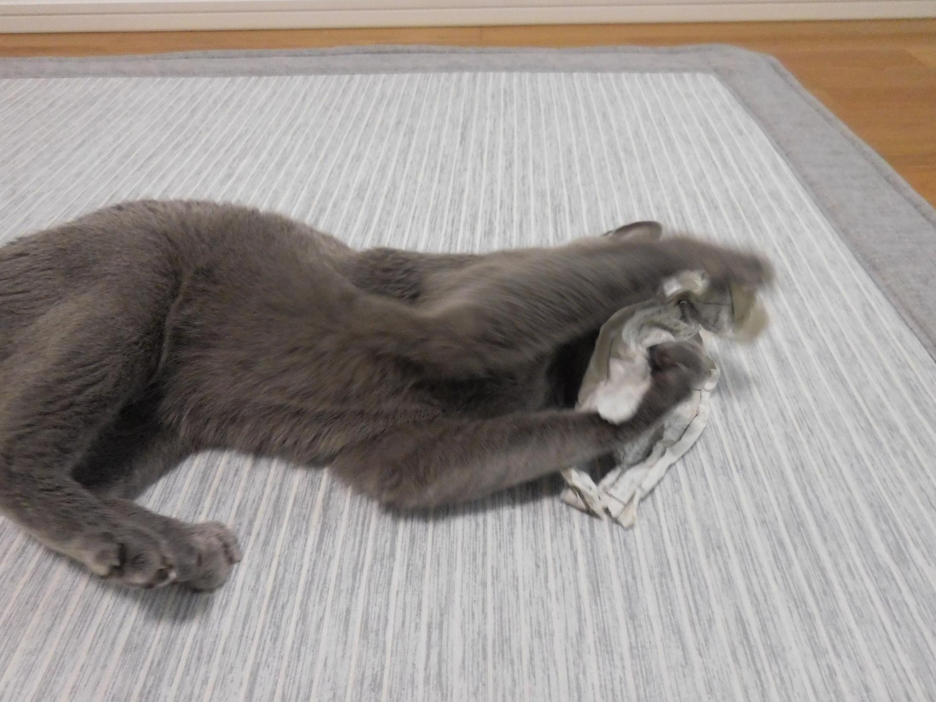 ネコ画像