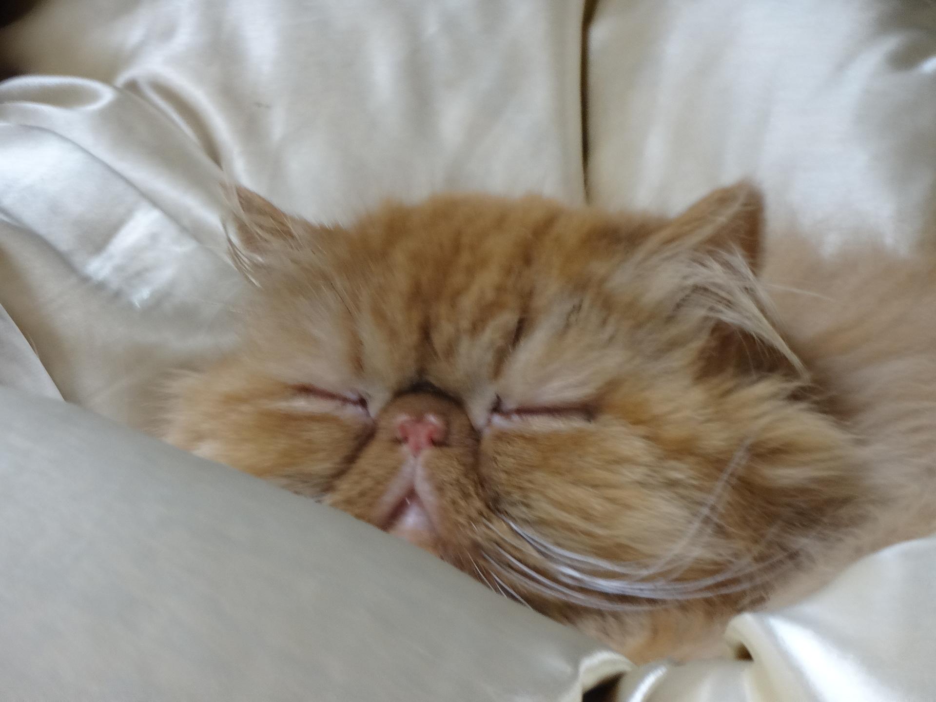 ネコ画像