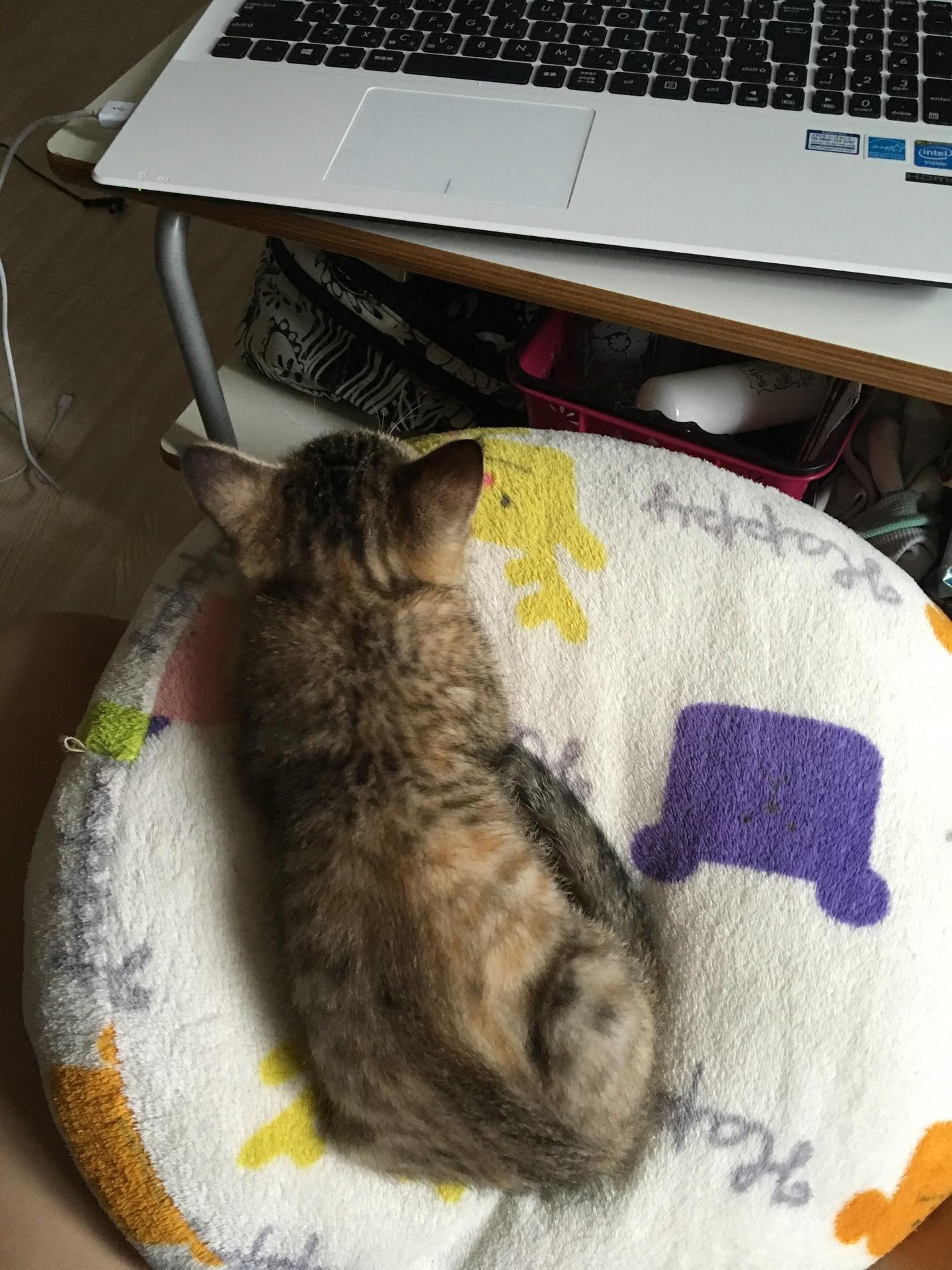 ネコ画像