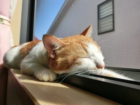 ネコ画像