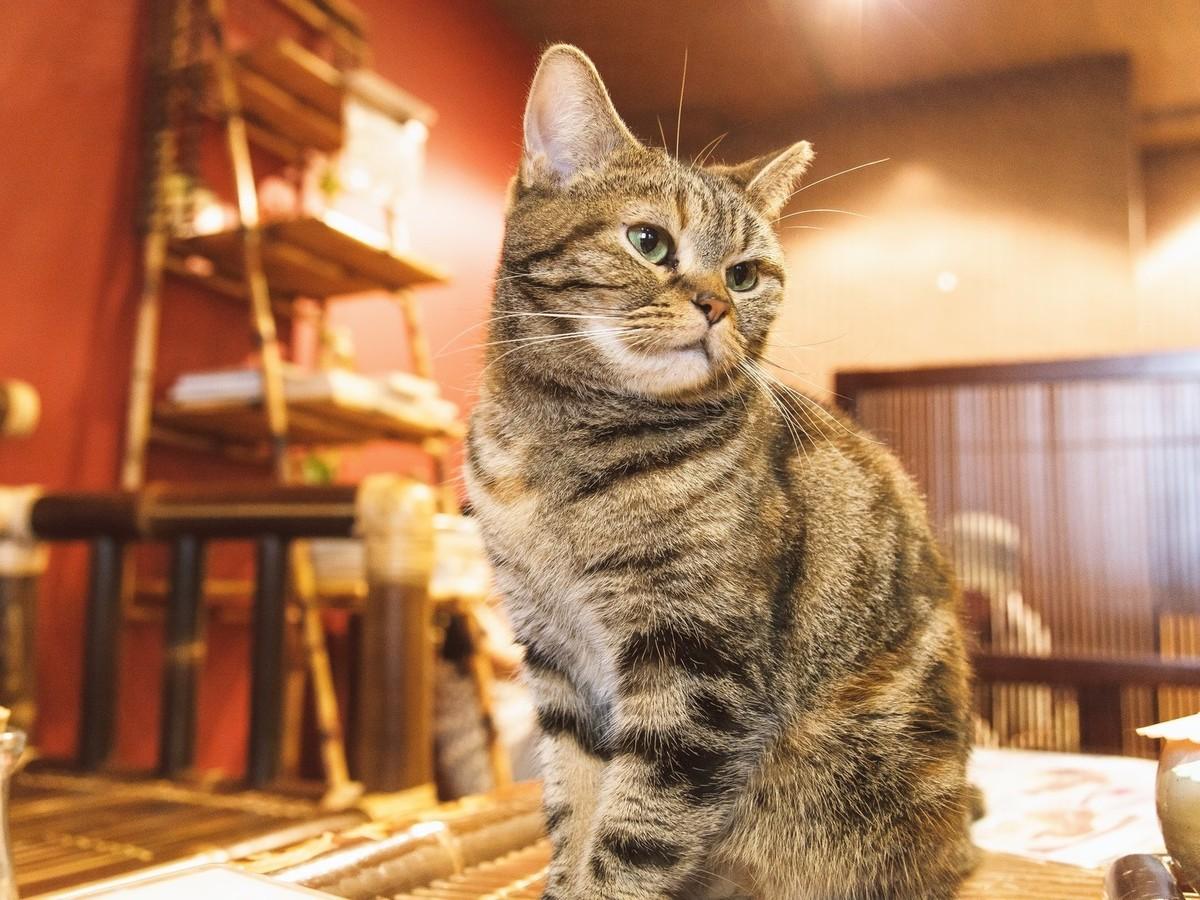 ネコ画像