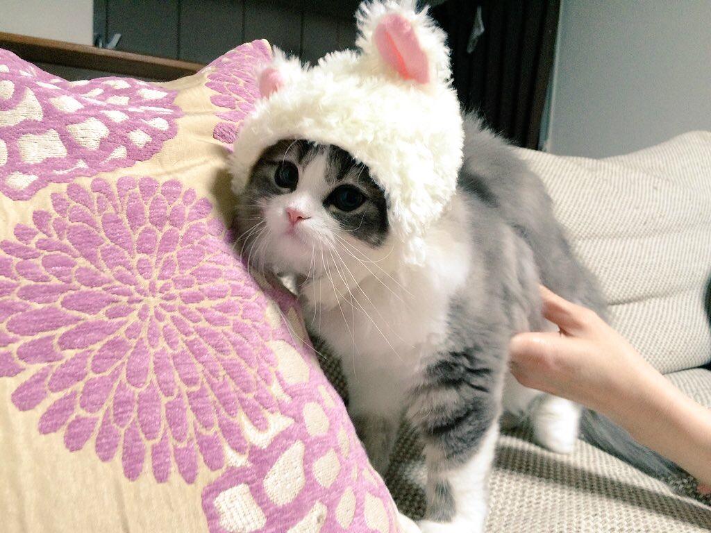 ネコ画像