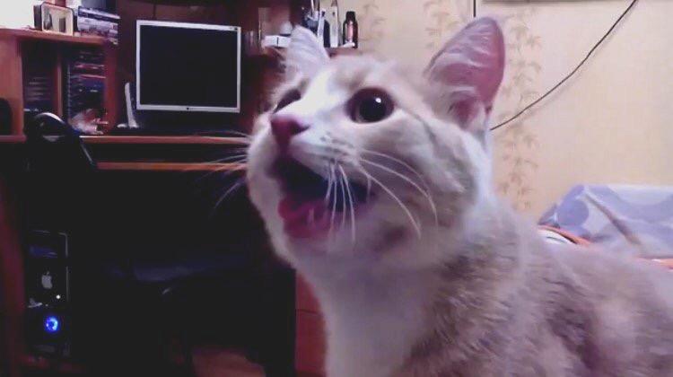 ネコ画像