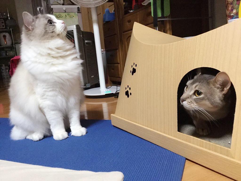 ネコ画像