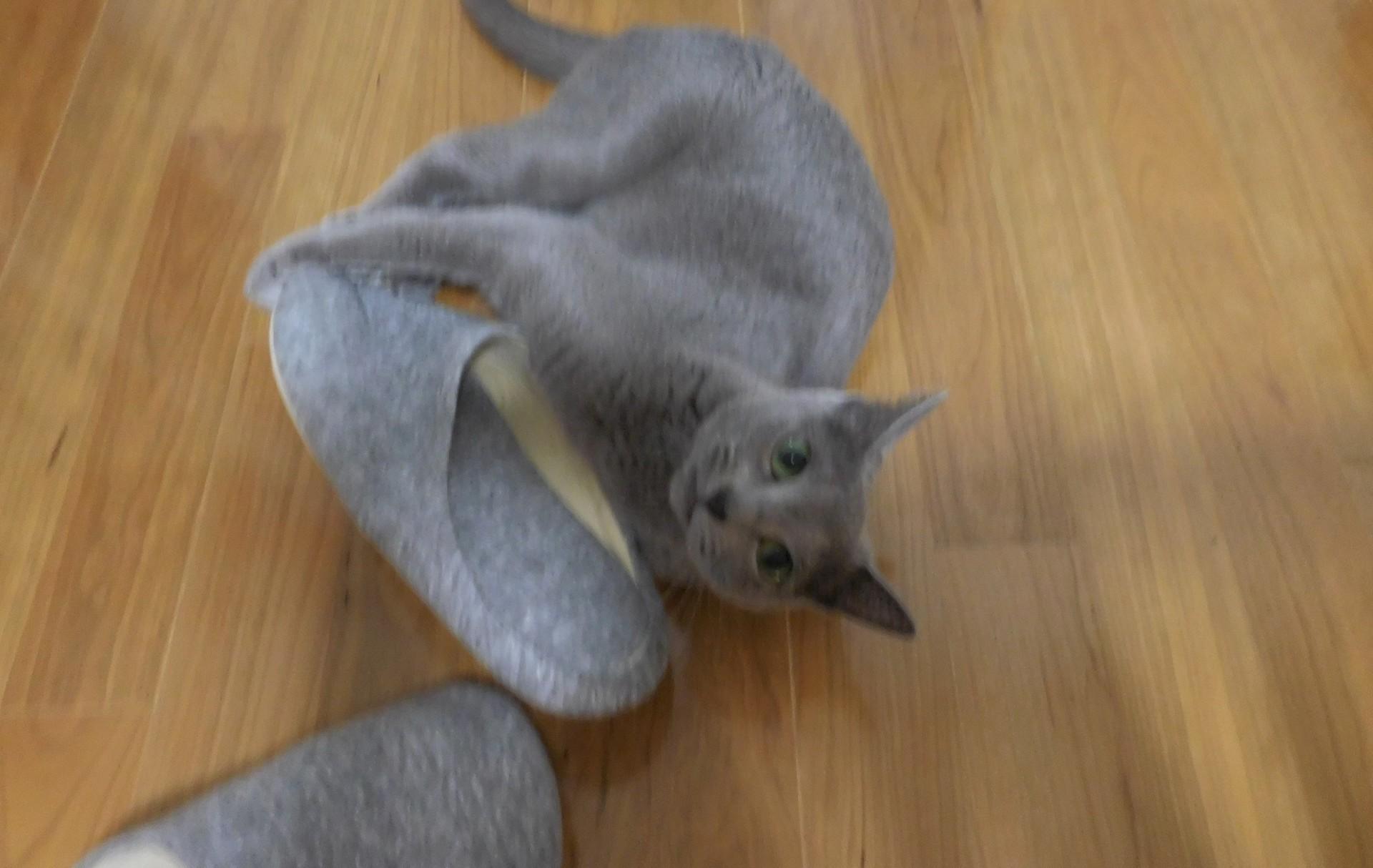 ネコ画像