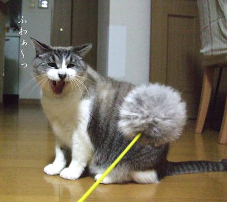 ネコ画像