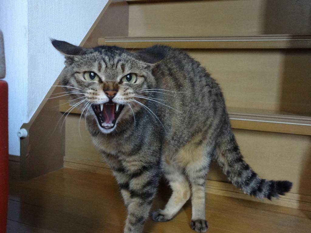 ネコ画像