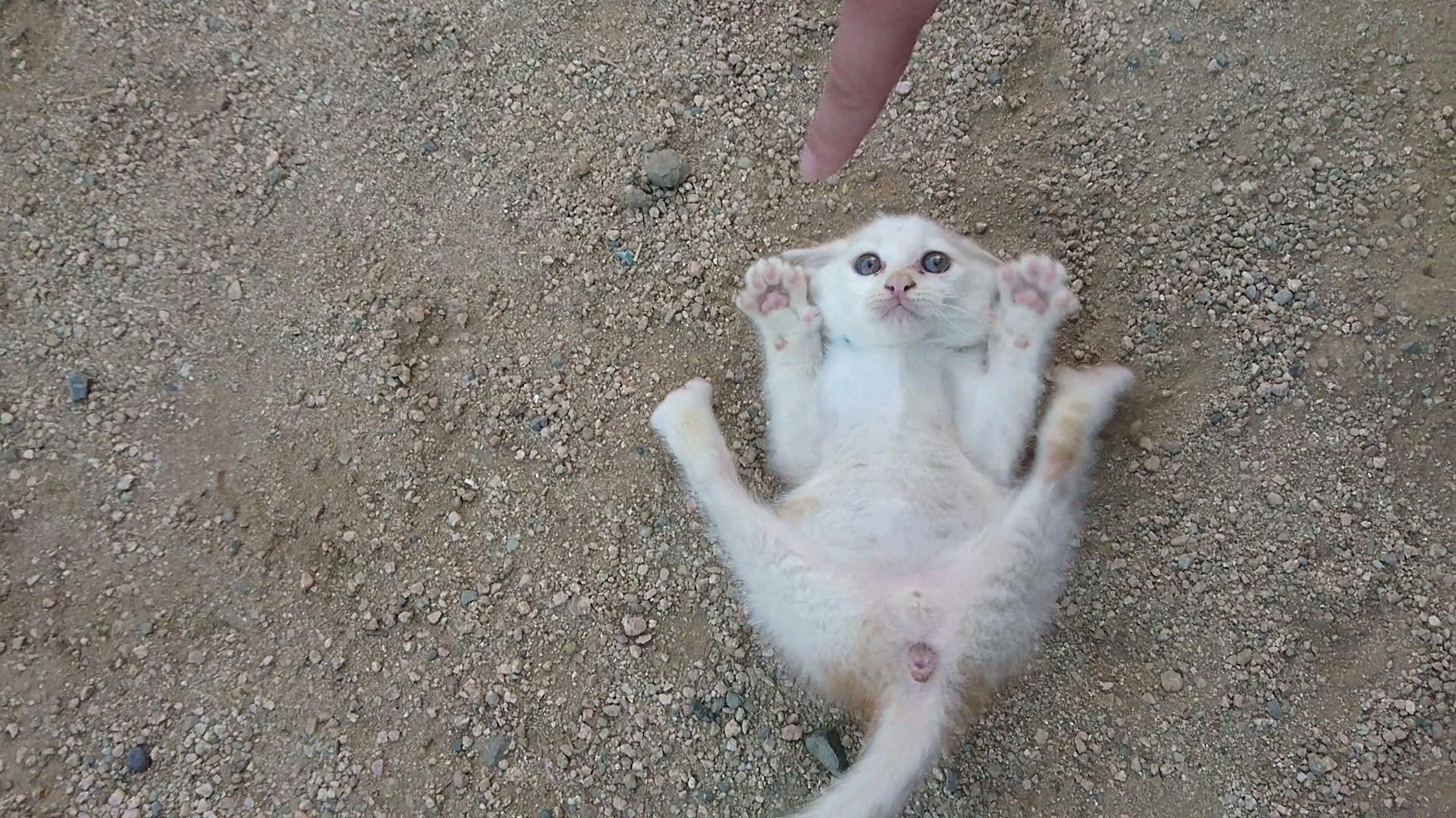 ネコ画像