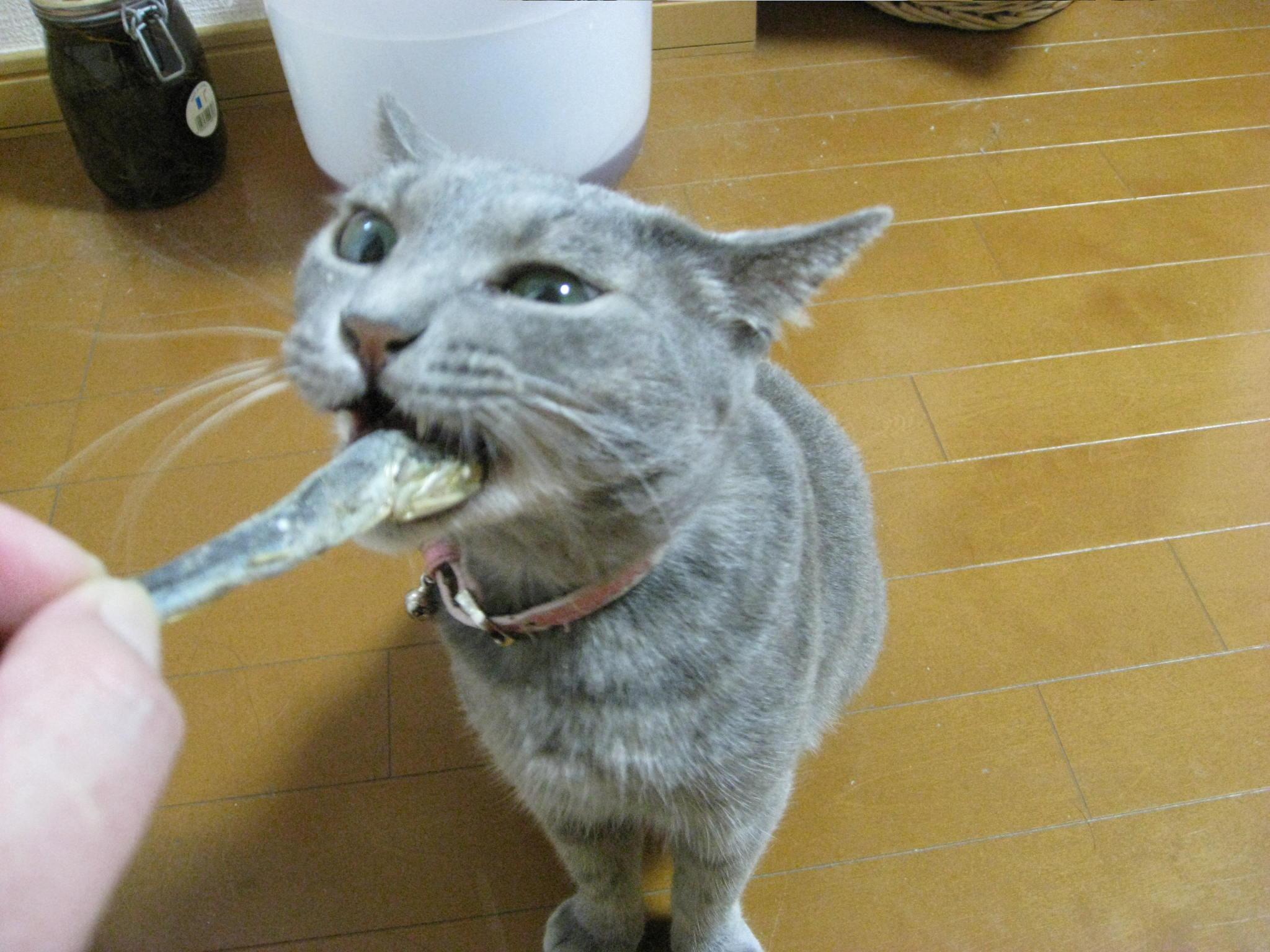 ネコ画像