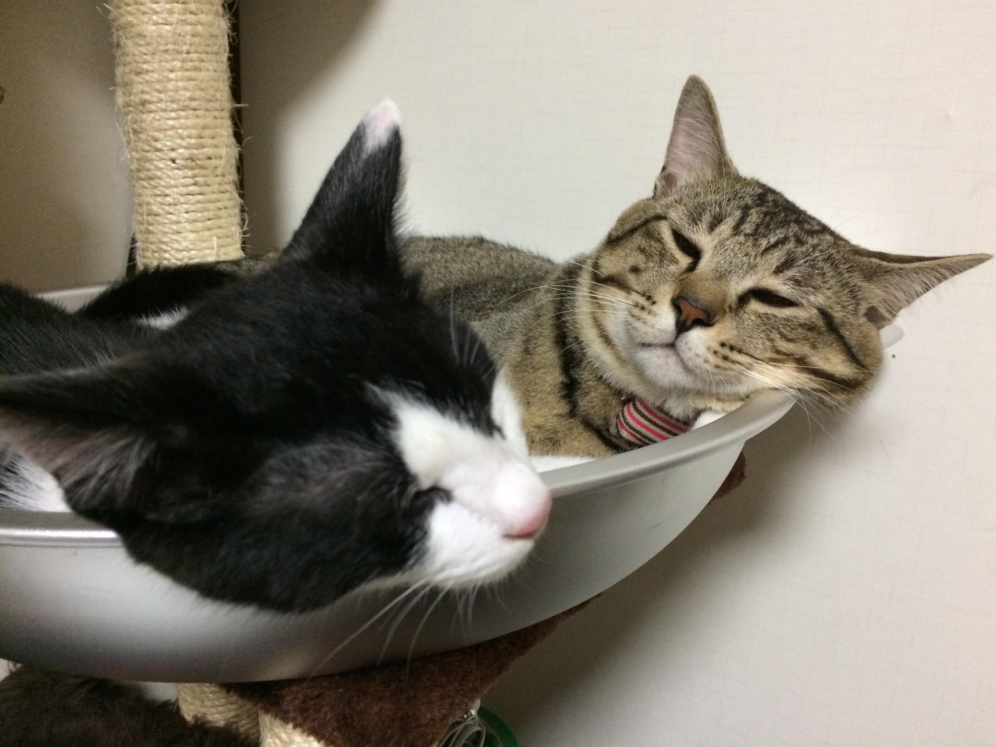 ネコ画像