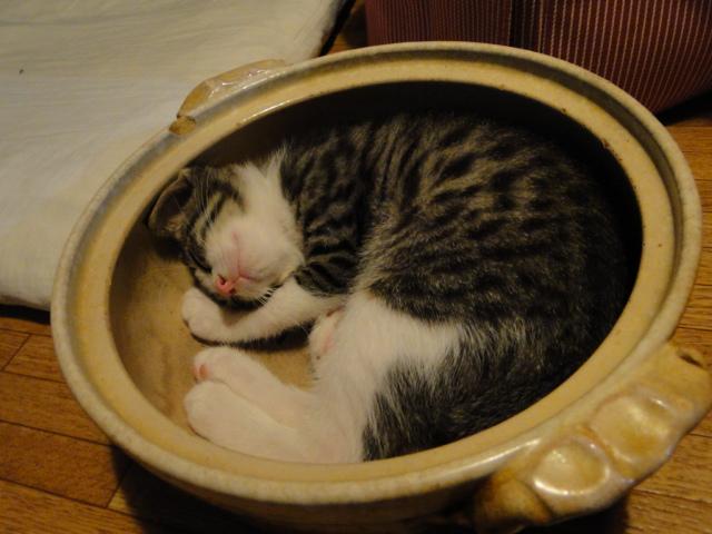 ネコ画像