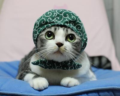 ネコ画像