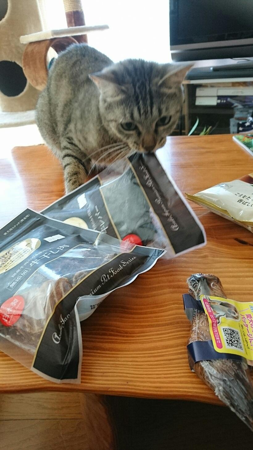 ネコ画像