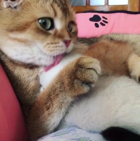 ネコ画像