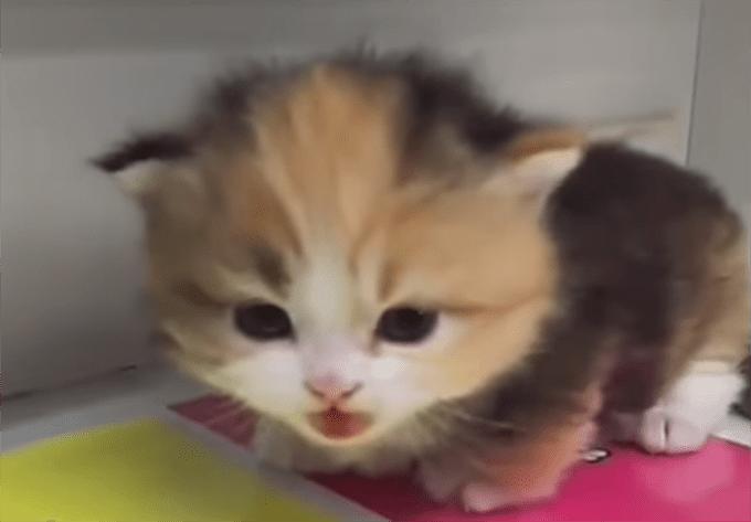 ネコ画像