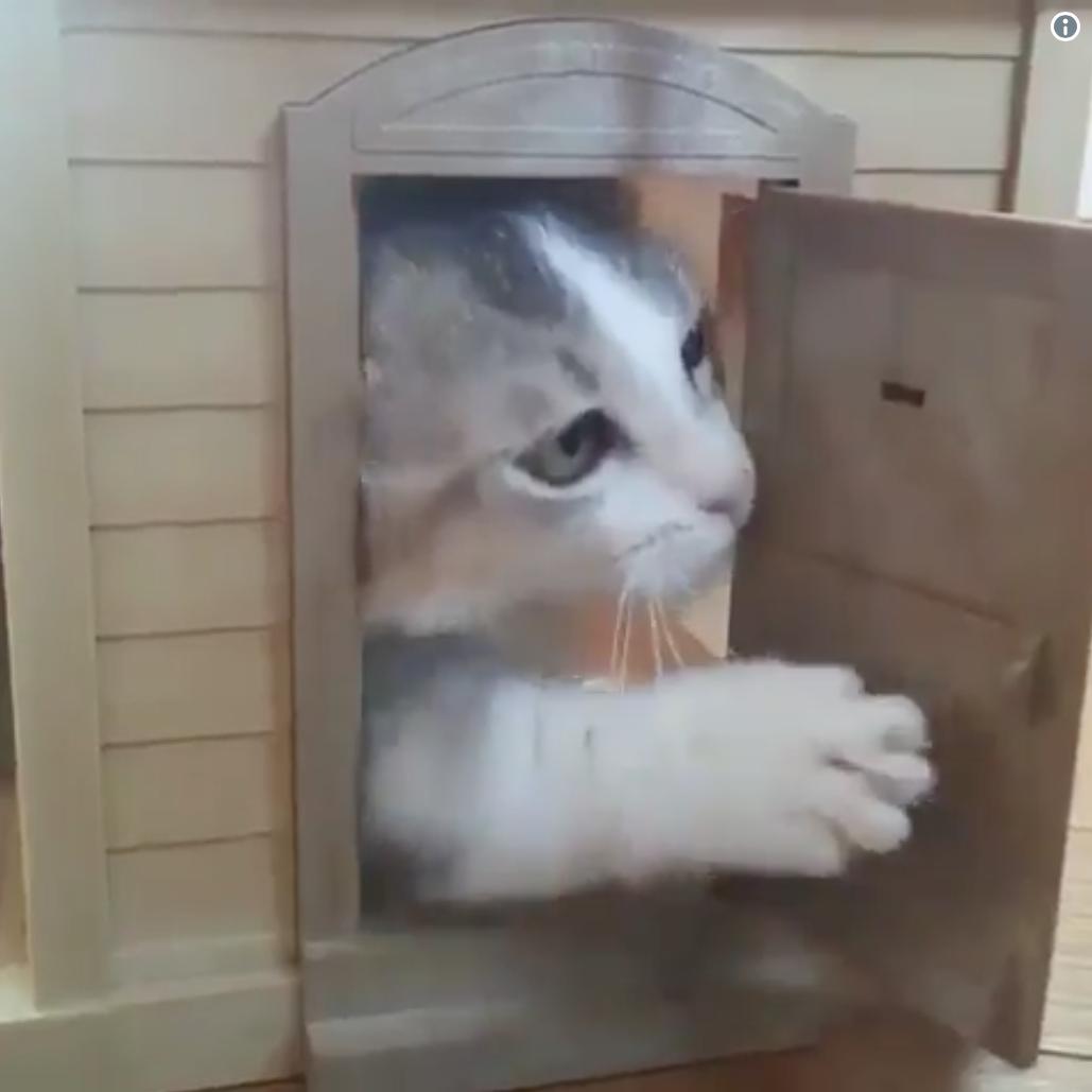 ネコ画像