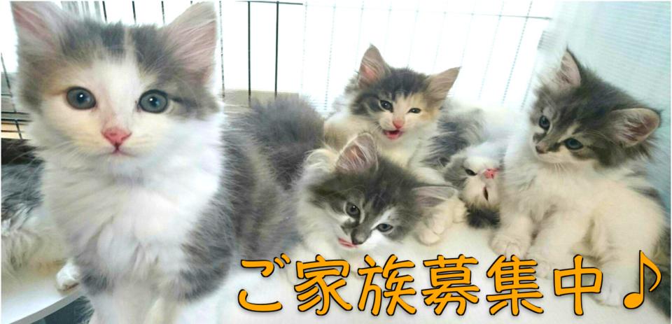 ネコ画像