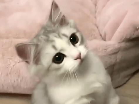 ネコ画像