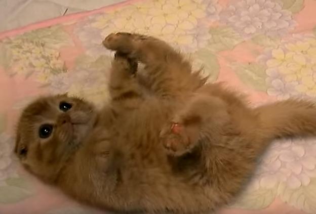 ネコ画像