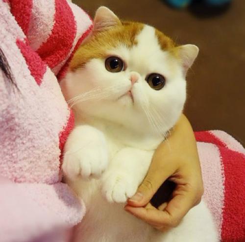 ネコ画像
