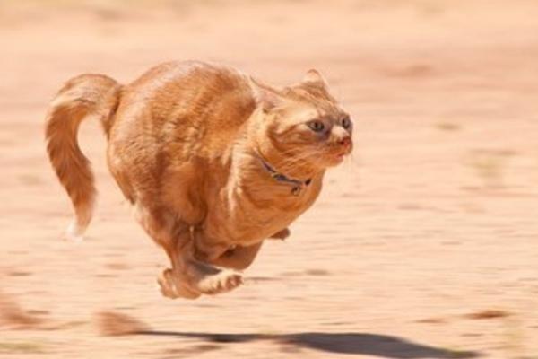 ネコ画像