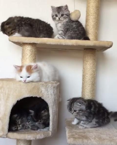 ネコ画像