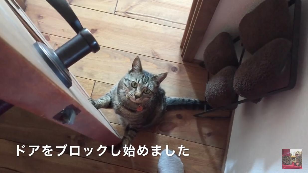 ネコ画像